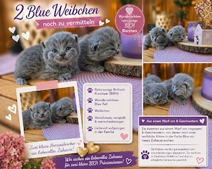 bezaubernde BKH Kitten in DarkChocolate Brown Blue