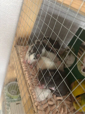  5 liebe Rattenmädchen suchen ein neues Zuhause     