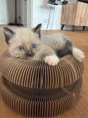 Ragdoll Snowshoe Kater ab Juni abgabereit