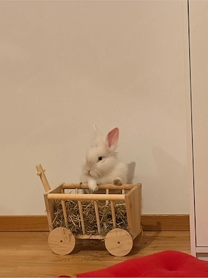 Löwenkopf-Kaninchen sucht liebevolles Zuhause