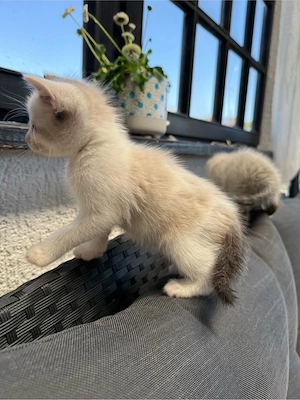 Ragdoll Snowshoe Weibchen ab Juni  Bild 3