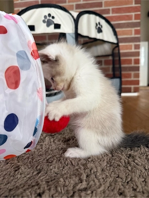 Ragdoll Snowshoe Weibchen ab Juni  Bild 2