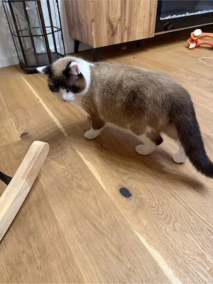 Ragdoll Snowshoe Weibchen ab Juni  Bild 5