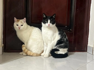 Bounty & Raffaelo Süßes Dreamteam sucht Knusperhäuschen