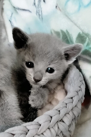 Russian Blue Baby - Besonders sanft