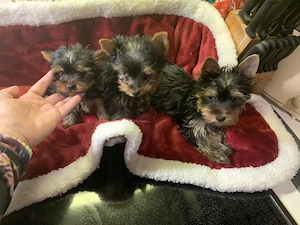 Yorkshire Terrier Welpen 