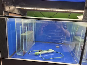 Aquarium  Zucht Anlage "komplett oder einzeln" Bild 7