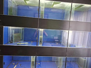Aquarium  Zucht Anlage "komplett oder einzeln" Bild 5