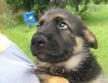 Bezaubernder Deutscher Schäferhund-Welpen   Gesund, verspielt und bereit für ein neues Zuhause     