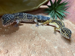 Leopardgeckos + Terrarium und Zubehör