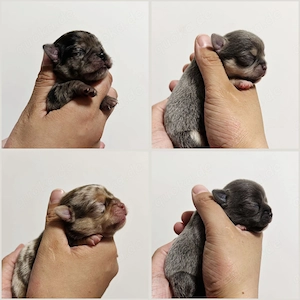 Typvolle Chihuahua Welpen in Kurzhaar