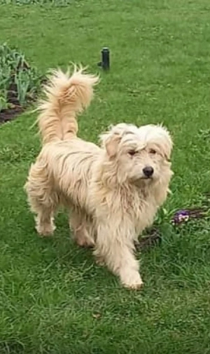 Süßer Randi sucht liebevolle Familie 