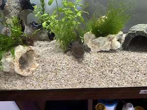 Axolotl 2 Männchen 1 Weibchen 