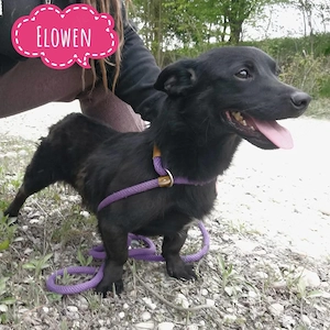 Elowen, süße und liebe Dackel Mix Hündin