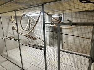 2 Graupapageien zu verkaufen 