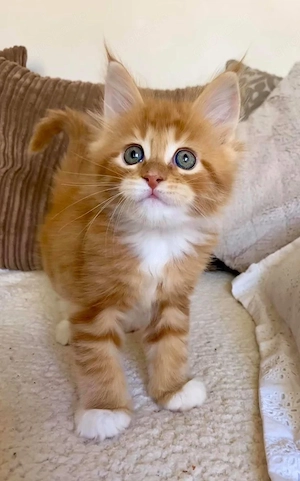 Reinrassige und entwurmte Maine Coon