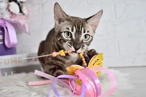 Kleine Bengaldame sucht neues Zuhause.