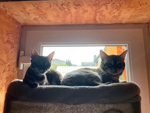  Bengal Kater sucht neues Zuhause Bild 3