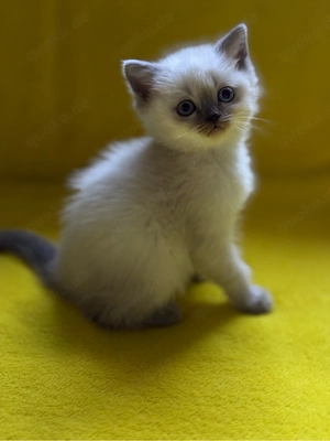 Britisch Kurzhaar Kätzchen Bild 2