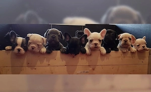   Zuckersüße Französische Bulldoggen Welpen mit Ahnentafel Bild 4