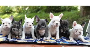 Französische Bulldoggen Welpen 