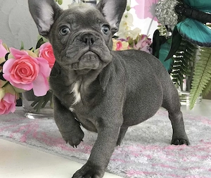 Französische Bulldoggen Welpen  Bild 9