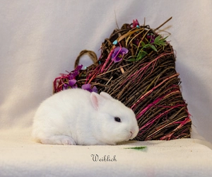 Zwergkaninchen Babys Farbenzwerge Minilops Bild 4