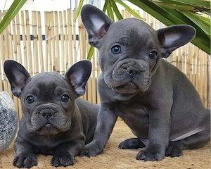 Französische Bulldoggen Welpen 