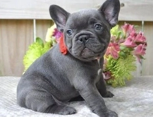 Französische Bulldoggen Welpen 
