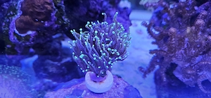 Euphyllia glabrescens und Paraancora 