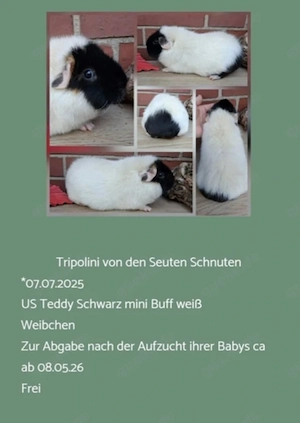 Weibchen Rosette + US Teddy Meerschweinchen 