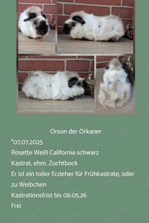 Kastrat Meerschweinchen US Teddy Rosetten  Bild 4