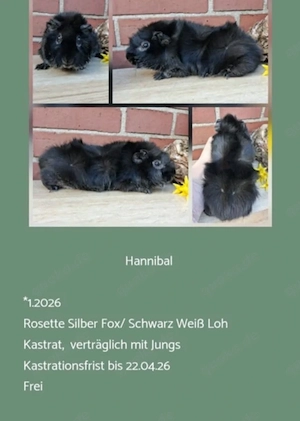 Kastrat Meerschweinchen US Teddy Rosetten  Bild 5