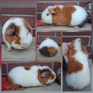 Frühkastrat US Teddy Meerschweinchen Jungtiere  Bild 5