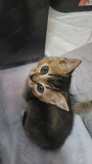 Reinrassige BKH baby Kitten.