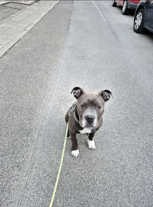 OED Bulldogge Mix Welpe 