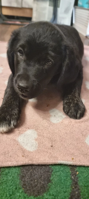 2 Süße Labrador Retriever Mix-welpen suchen ein Schönes Zuhause. Bild 3