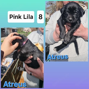 2 Süße Labrador Retriever Mix-welpen suchen ein Schönes Zuhause. Bild 2