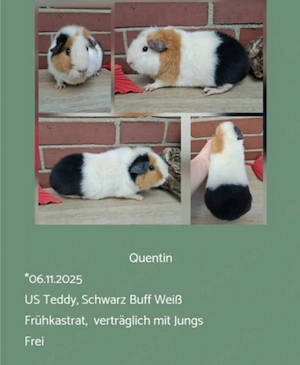 Frühkastrat US Teddy Meerschweinchen Jungtiere  Bild 4