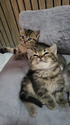 Reinrassige BKH baby Kitten.