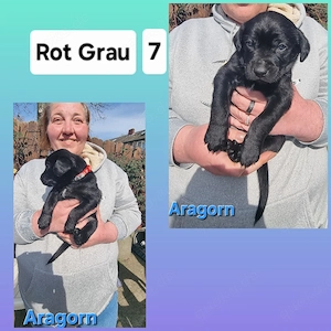 2 Süße Labrador Retriever Mix-welpen suchen ein Schönes Zuhause. Bild 4