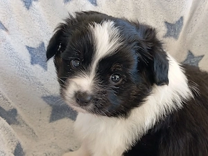 Zwei Wunderschöne Papillon Pomchi Mix Welpen 