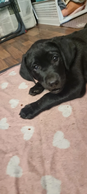 2 Süße Labrador Retriever Mix-welpen suchen ein Schönes Zuhause. Bild 5