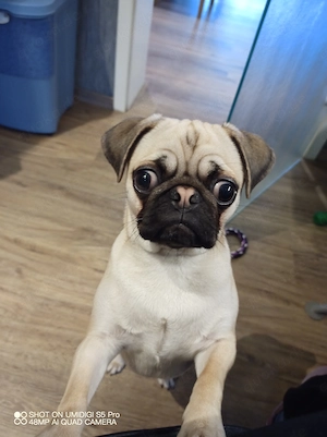 Dusja sucht neues Zuhause 