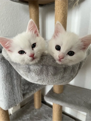 katzen suchen neues Zuhause