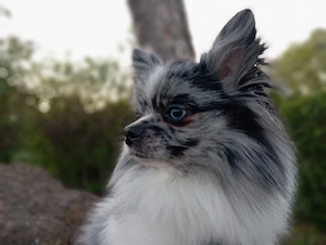 Wunderschöner Pomchi Deckrüde in Blue Merle (Kein Verkauf) ! Bild 2