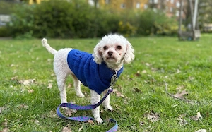 Für-Immer-Zuhause für Curly gesucht