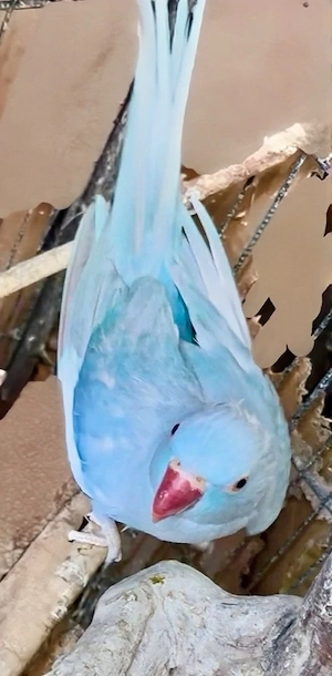 Zuchtreife Henne Halsbandsittich