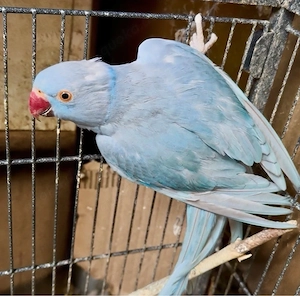 Zuchtreife Henne Halsbandsittich