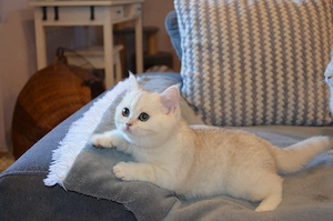 Süße BKH Silver Shaded Babykatze 